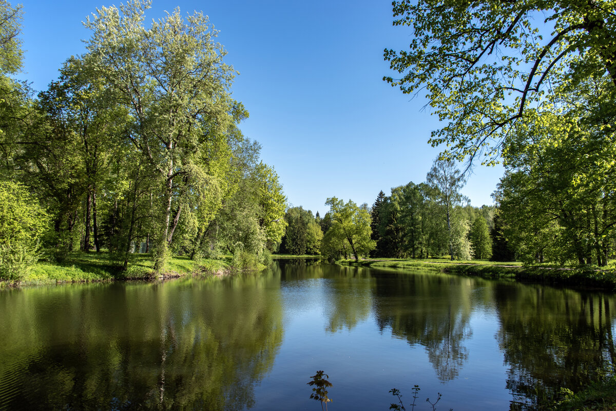 Майский день в Павловском парке - Борис Генкин Майский день в Павловском парке - Борис Генкин