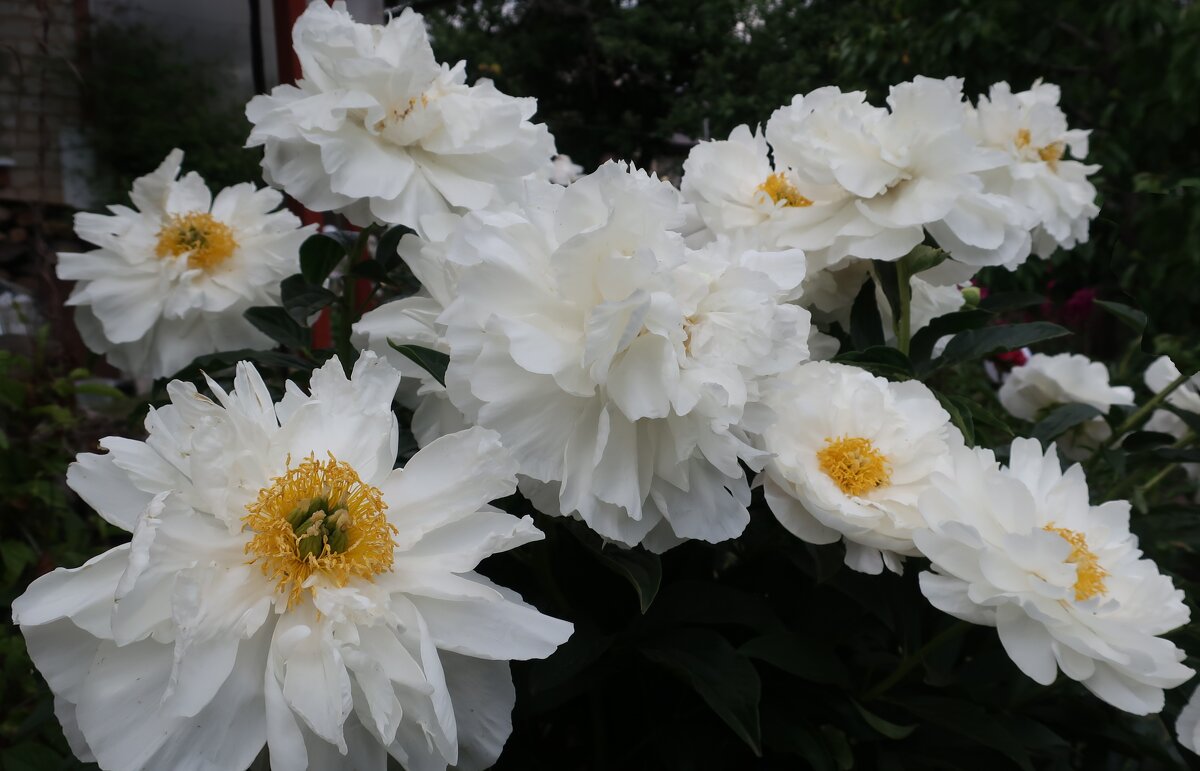 Пионы "Мисс Америка" - Gen Vel Пионы "Мисс Америка" - Gen Vel