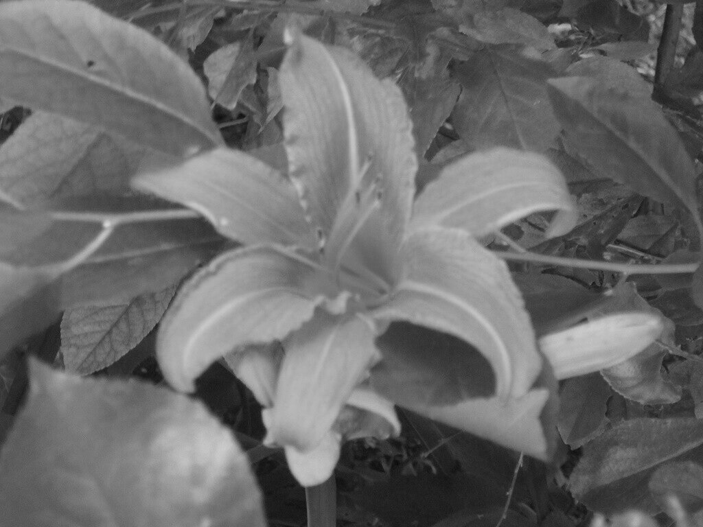 Лилейник (красоднев) - Дмитрий Никитин