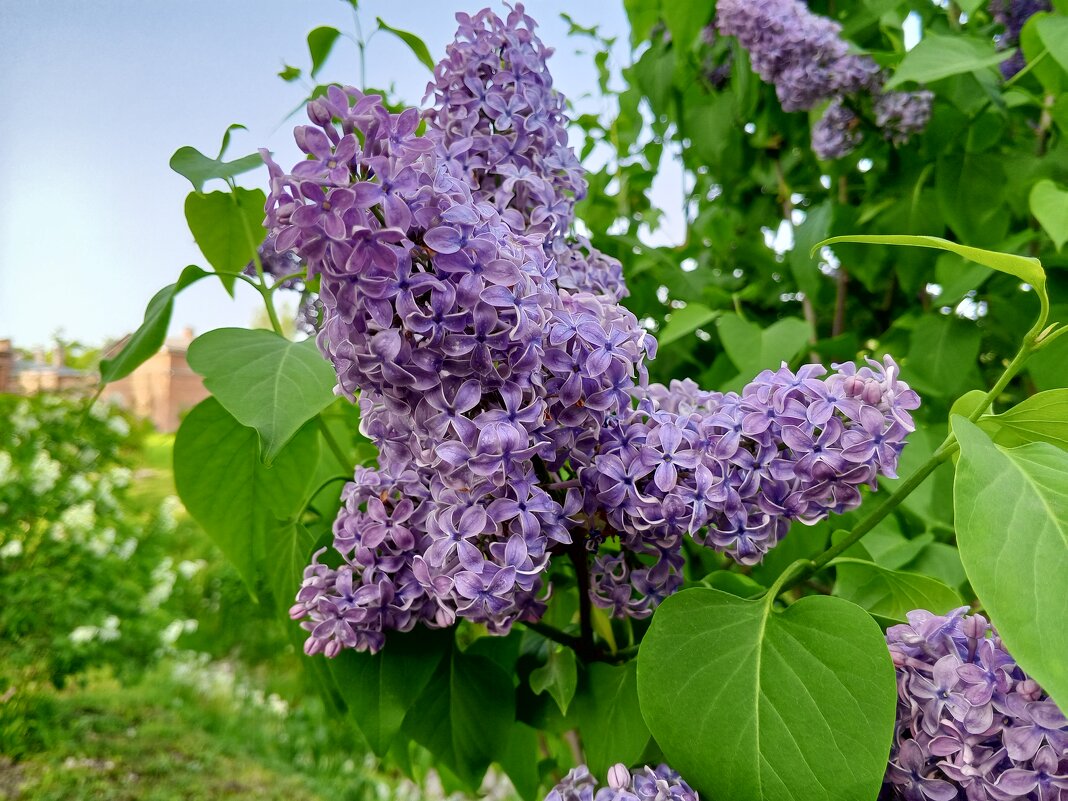 Сирень - Сапсан 