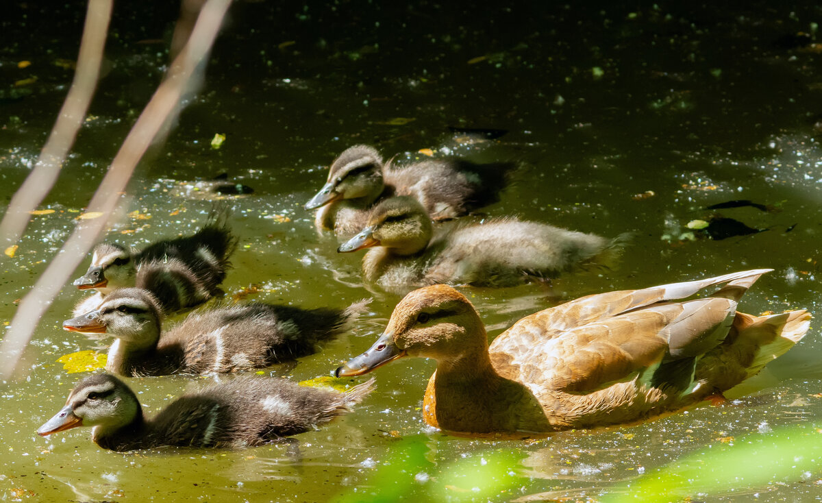 * - Виталий Емельянов