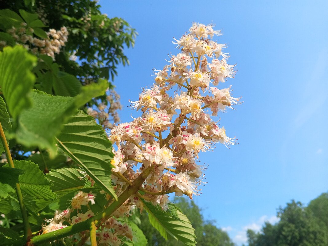 Каштан - Сапсан 