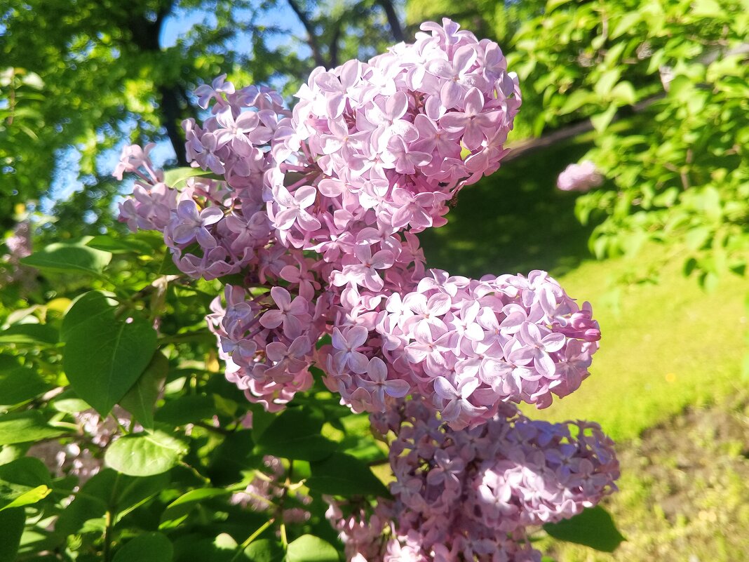 Сирень - Сапсан 