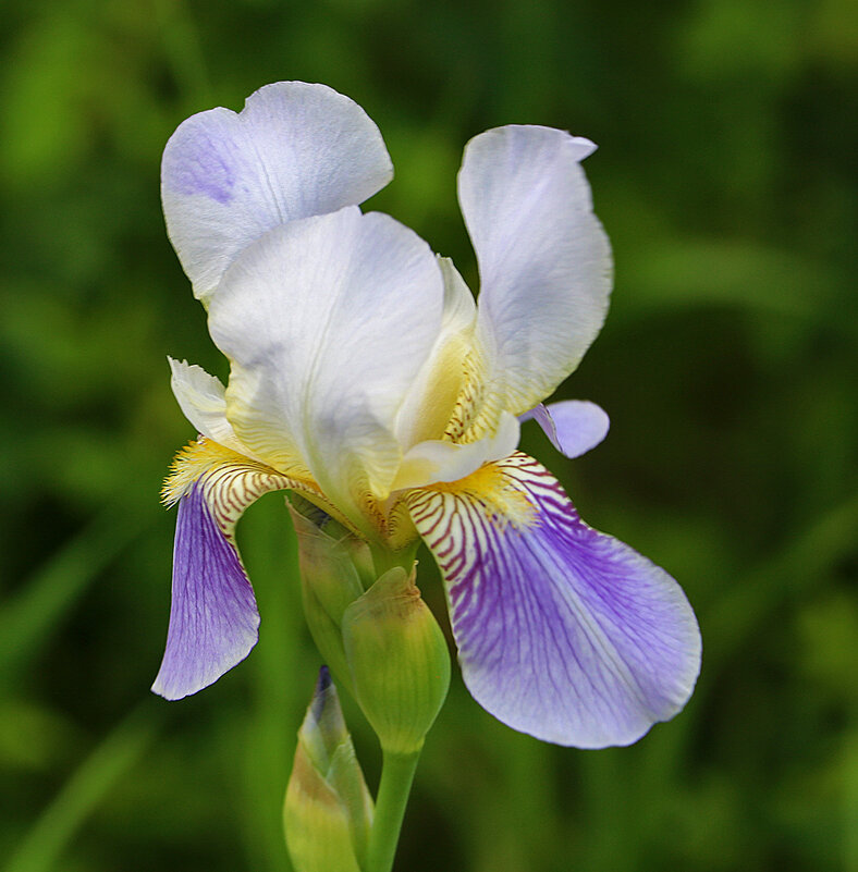 Июнь - время ирисов - Светлана Июнь - время ирисов - Светлана