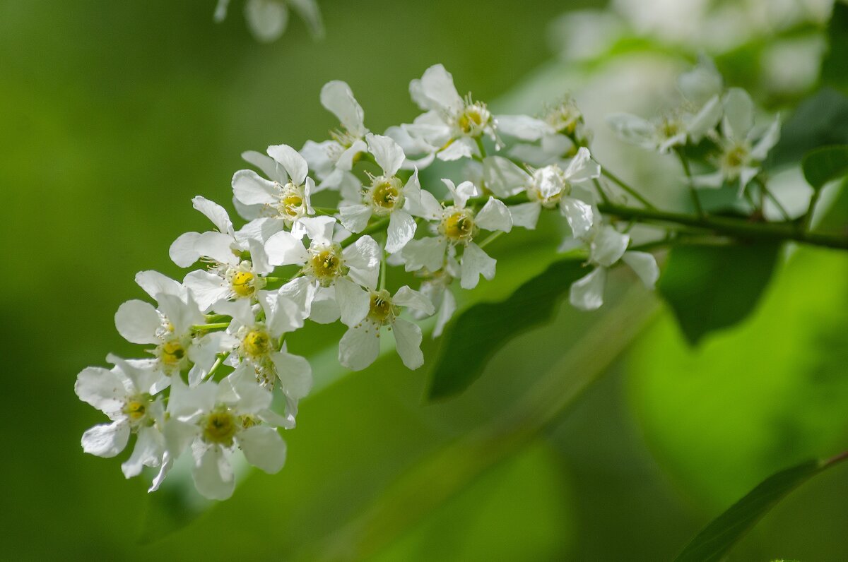 *** - Виктор Иванович Чернюк *** - Виктор Иванович Чернюк