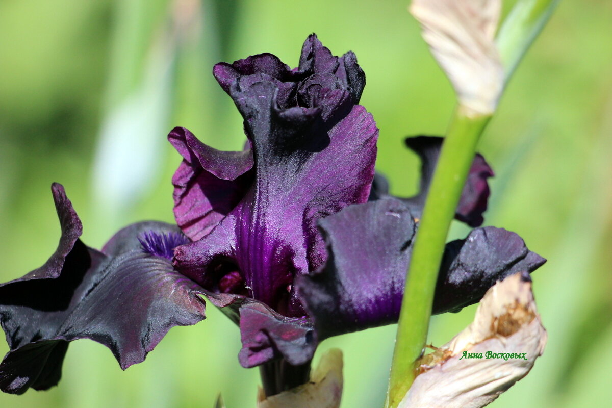 Чёрный ирис. - Восковых Анна Васильевна Чёрный ирис. - Восковых Анна Васильевна