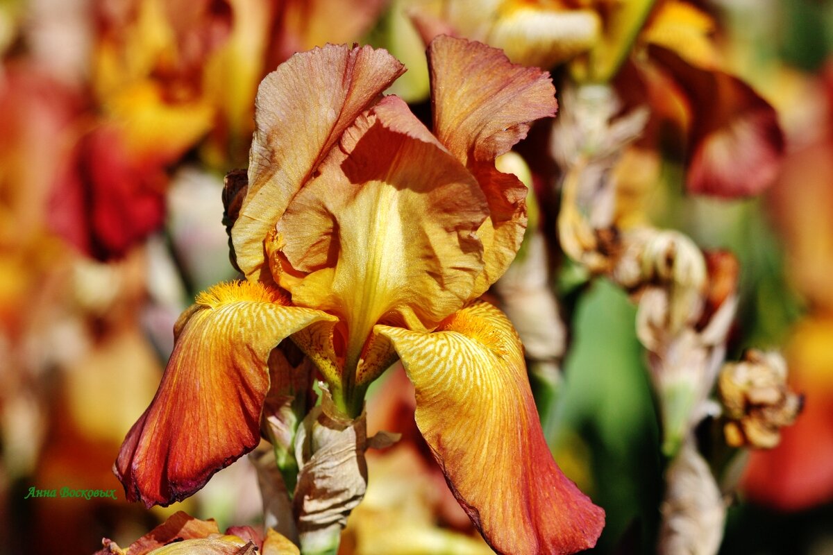 Рыжий ирис. - Восковых Анна Васильевна 