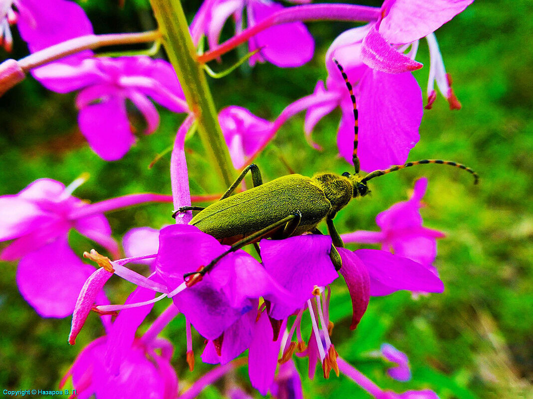 Июль..Жук на цветке иван-чая! - Владимир 