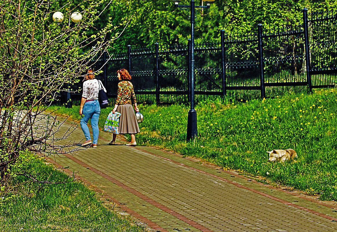 Июль...Покормили в парке песика! - Владимир 