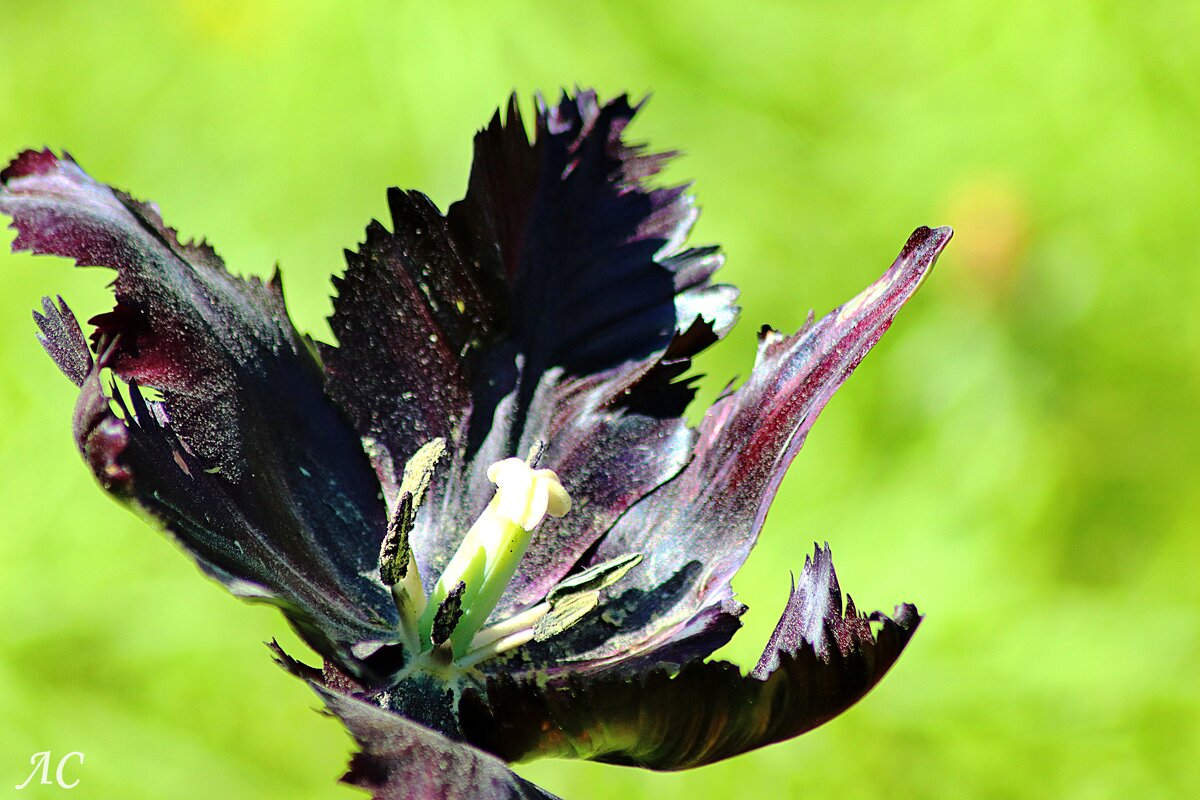 Тюльпан - Любовь Сахарова