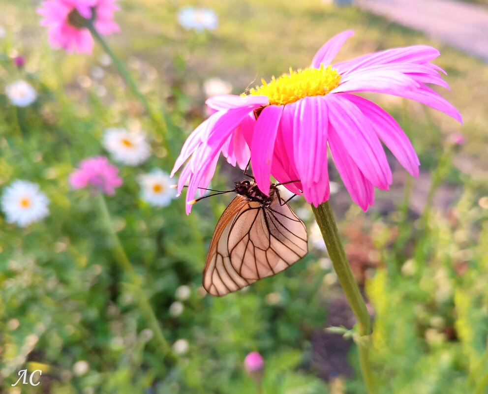 Пиретрум розовый - Любовь Сахарова Пиретрум розовый - Любовь Сахарова