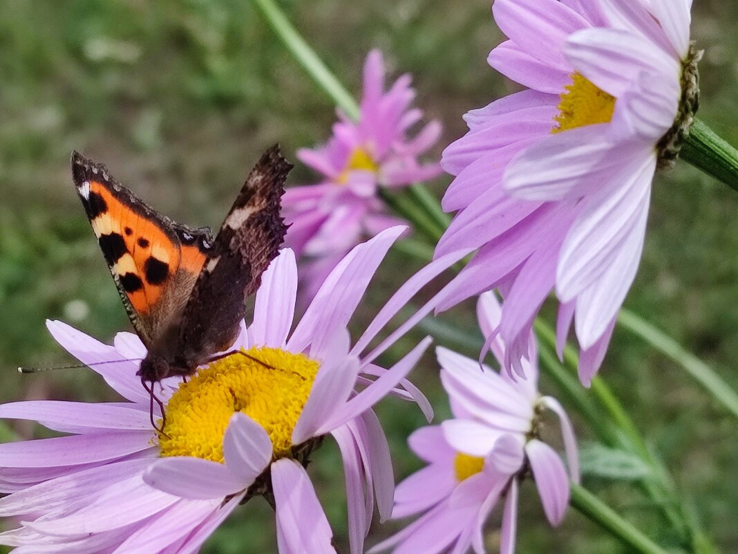 Ветер - Валентина Богатко 