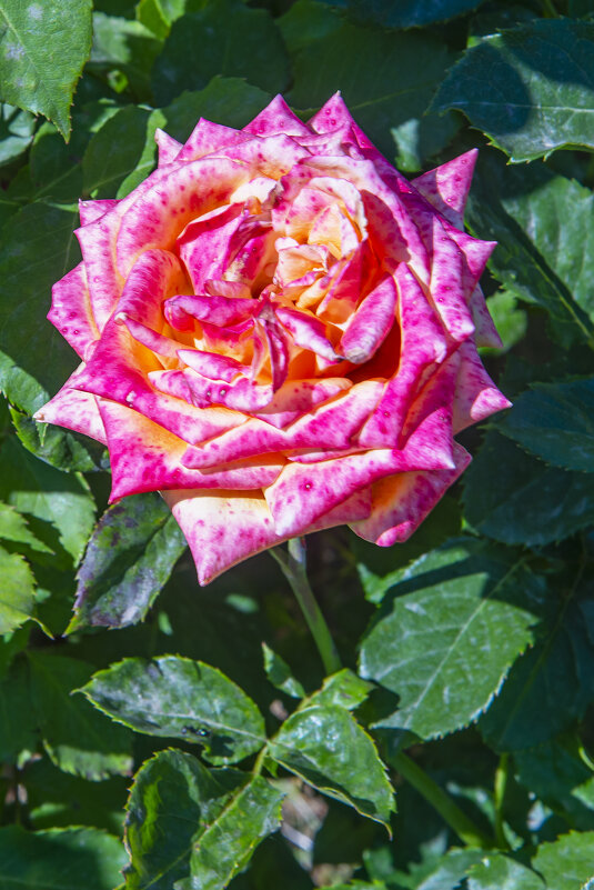 Роза - Анатолий Чикчирный