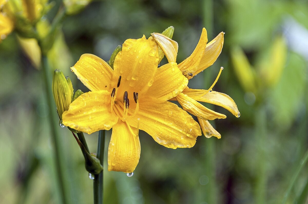 После летнего душа - Валерий Иванович