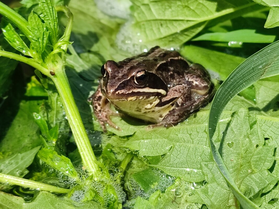 Ивана что то не видно - Валентина Богатко 