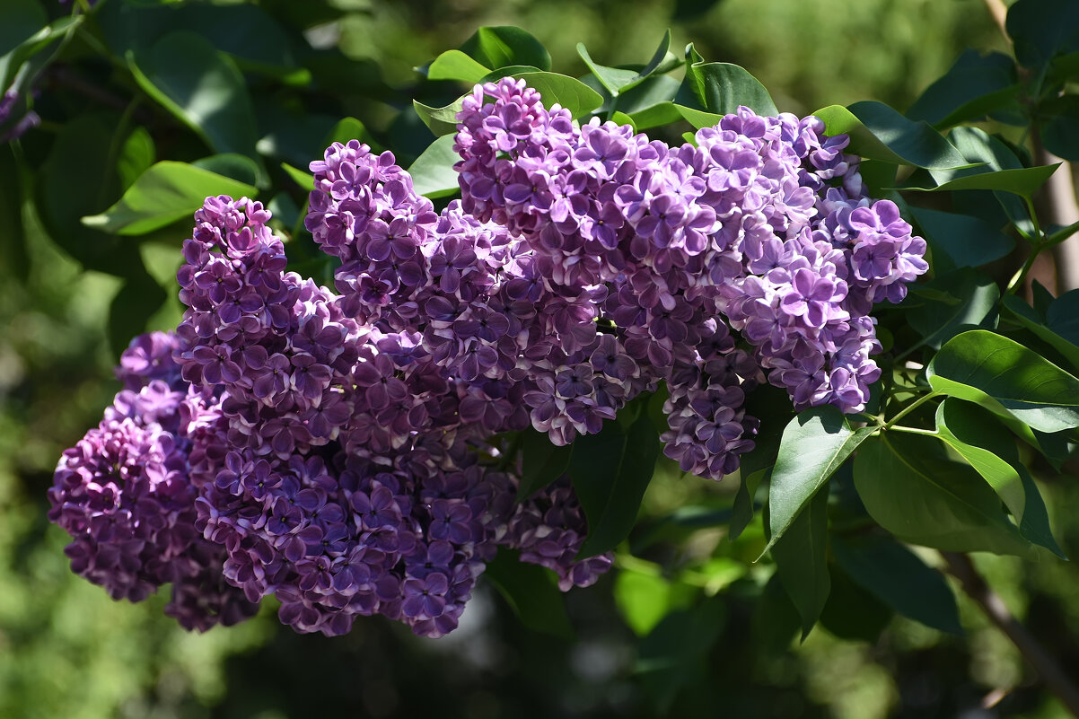 Москва. Весна в Аптекарском... - Наташа *****