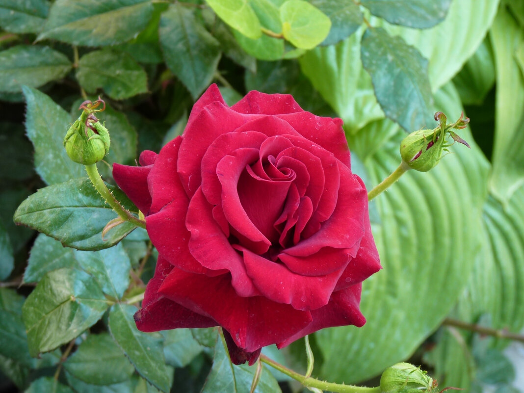 Алая роза - Валентин Семчишин Алая роза - Валентин Семчишин