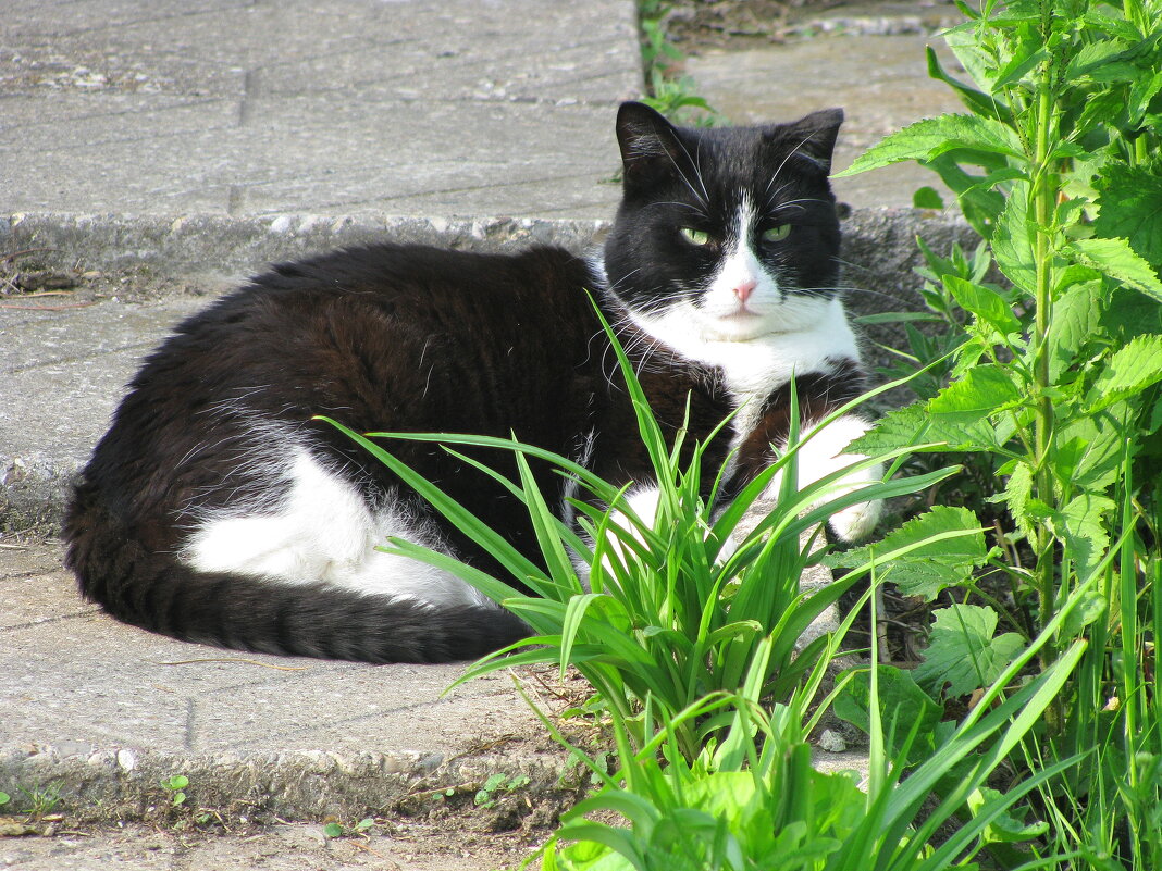 В саду лучше, чем дома - Людмила Смородинская