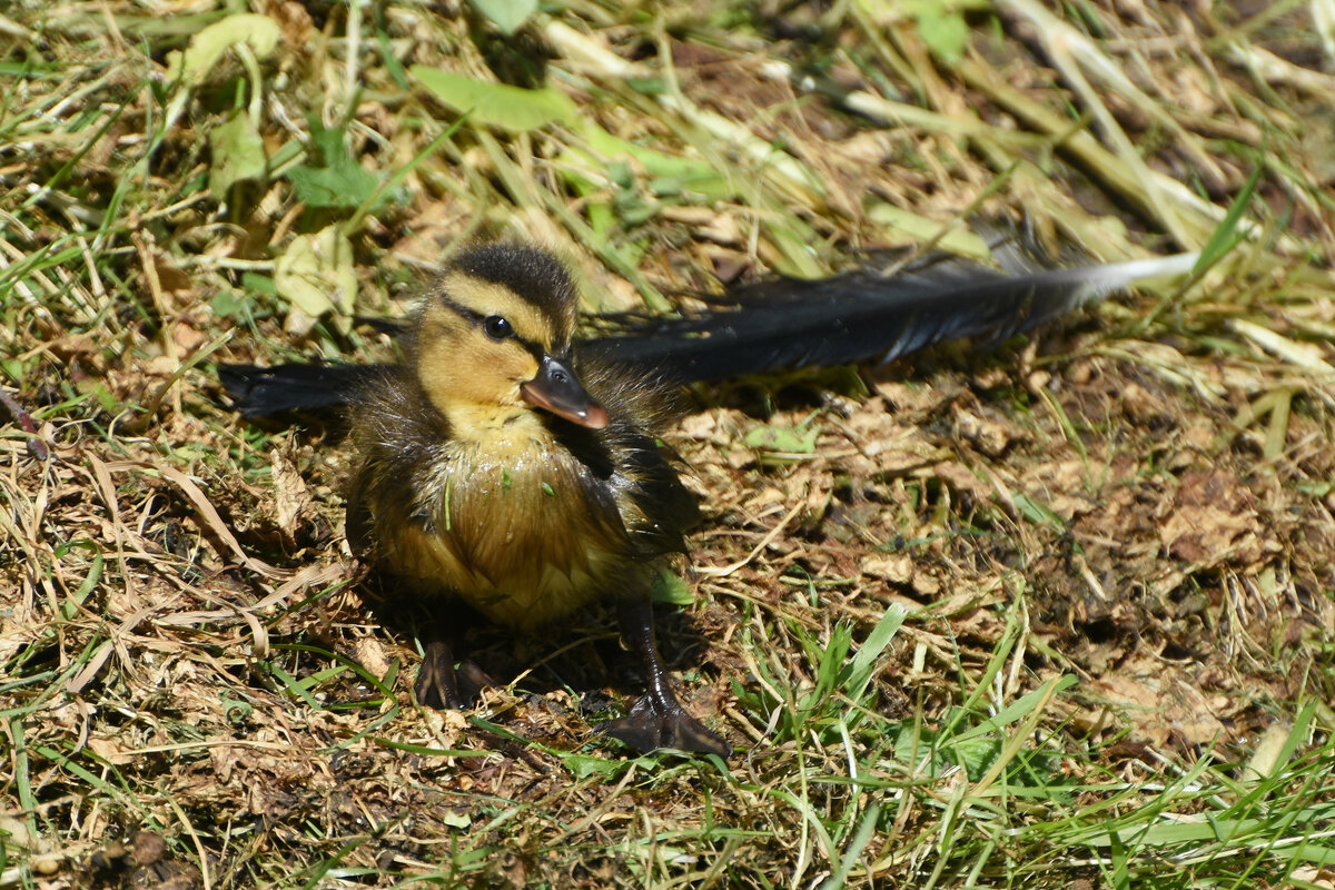 Москва. Утенок в Аптекарском... - Наташа ***** Москва. Утенок в Аптекарском... - Наташа *****