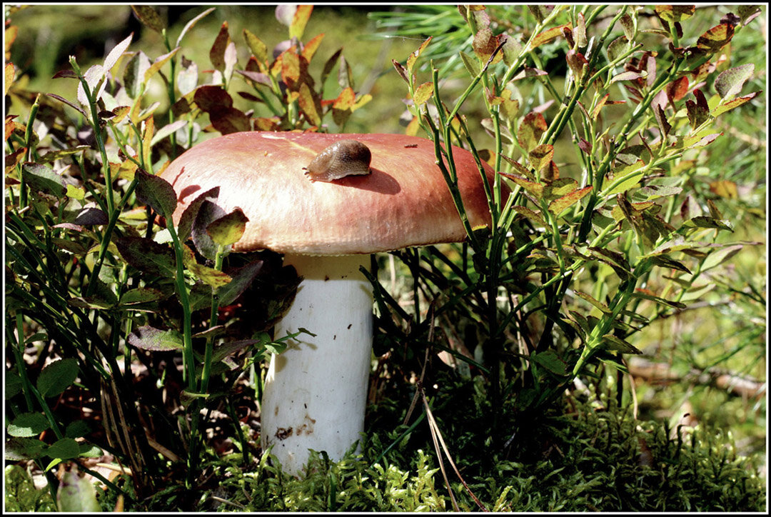 Сыроежки - Aleksandr Gal