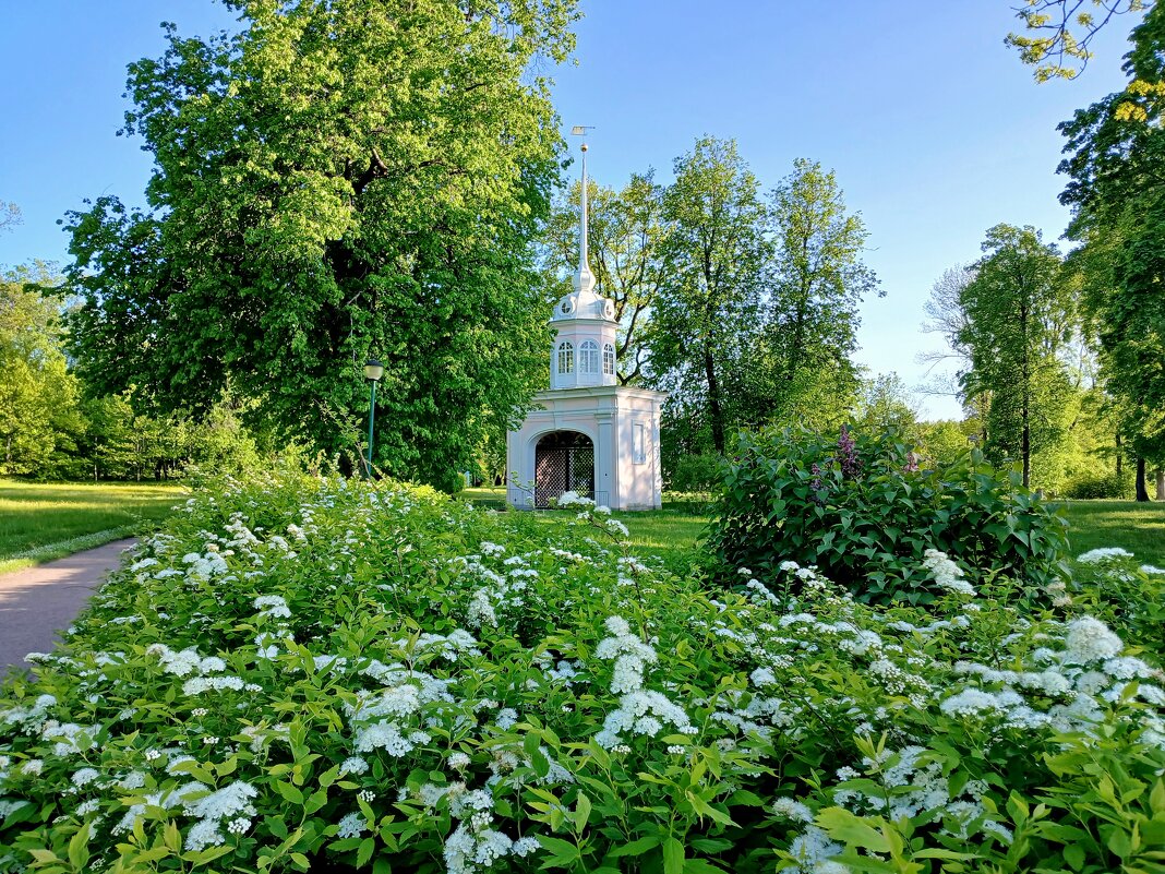 Свежая зелень начала лета. - Лия ☼ Свежая зелень начала лета. - Лия ☼