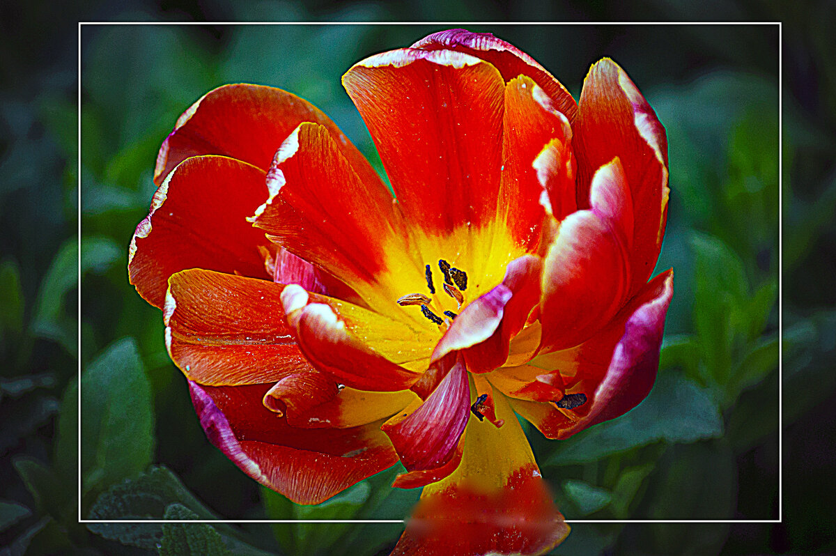 Цветение - Владимир Кроливец Цветение - Владимир Кроливец