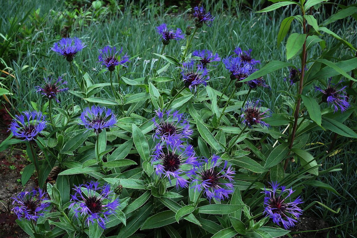 Василёк горный - Рита Симонова