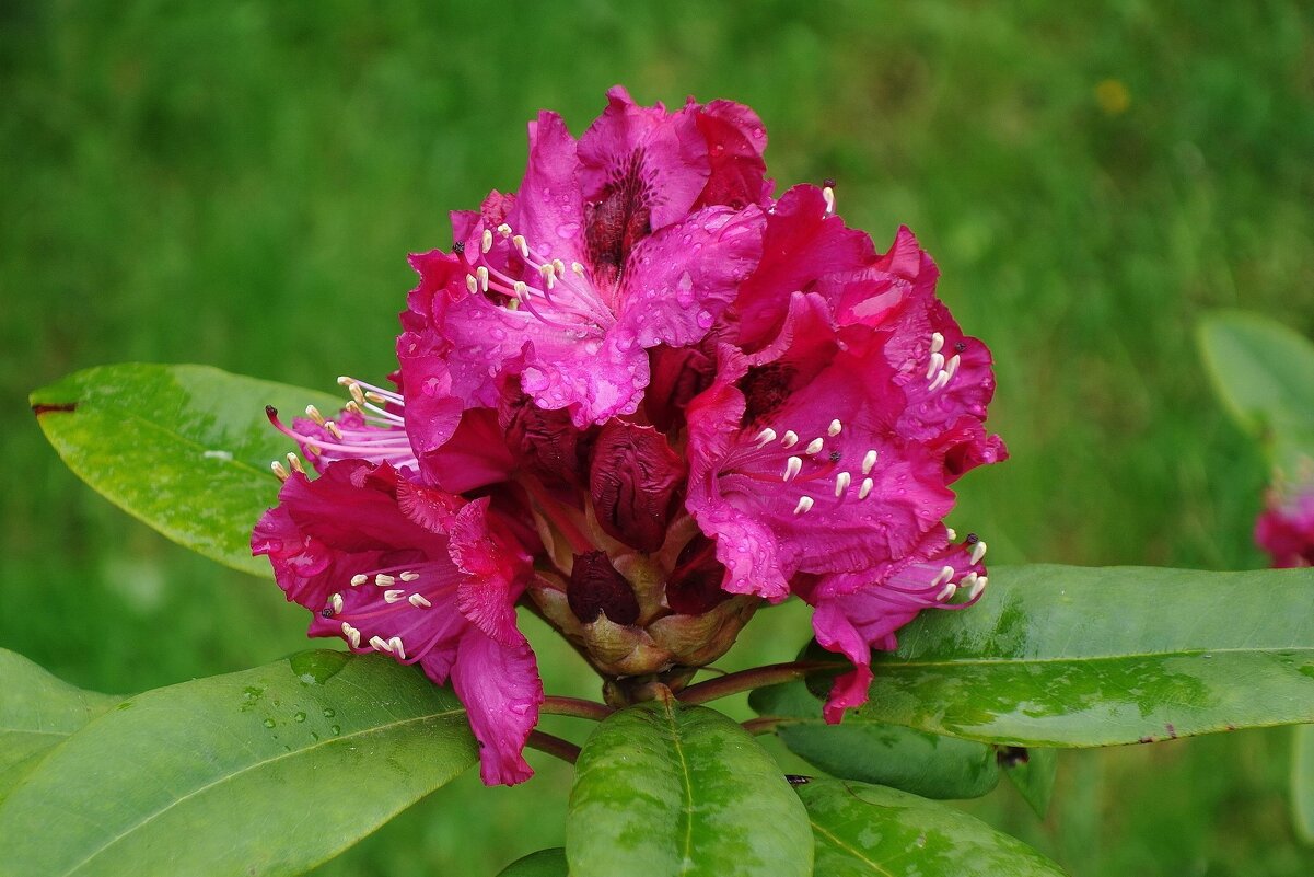 Рододендрон - Рита Симонова Рододендрон - Рита Симонова