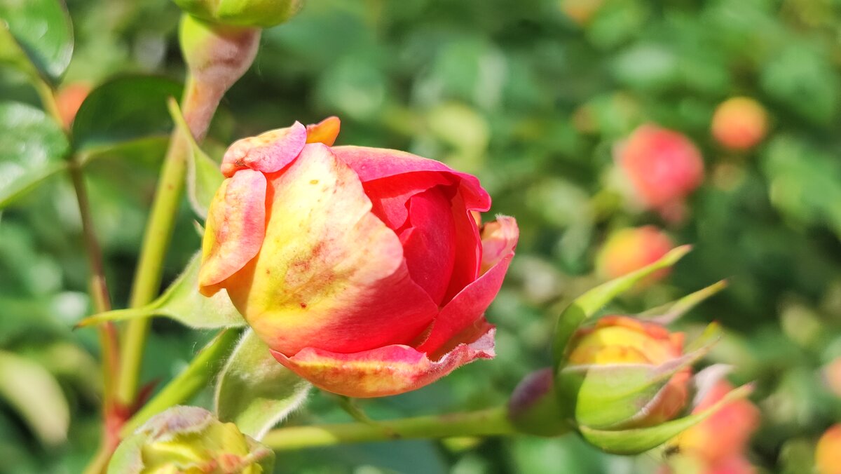 ,,, - Сергей Тимоновский