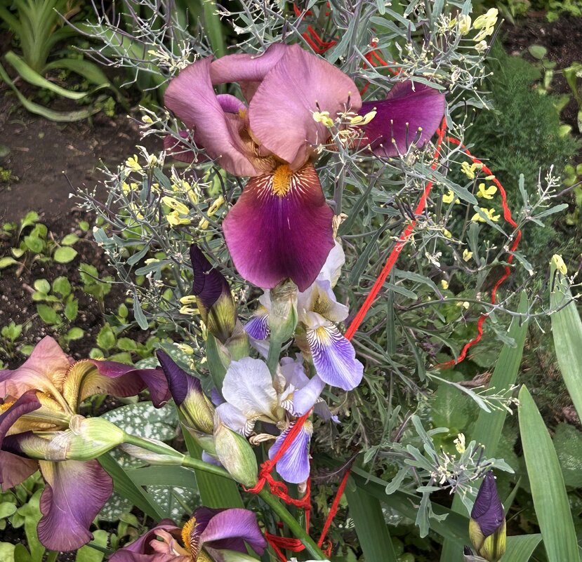 Ирисы - Oleg4618 Шутченко