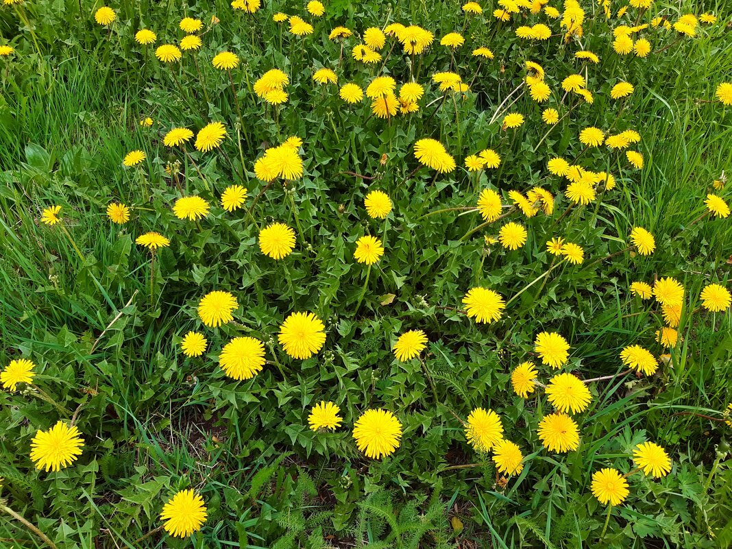 Вот и лето пришло - Галина Минчук Вот и лето пришло - Галина Минчук