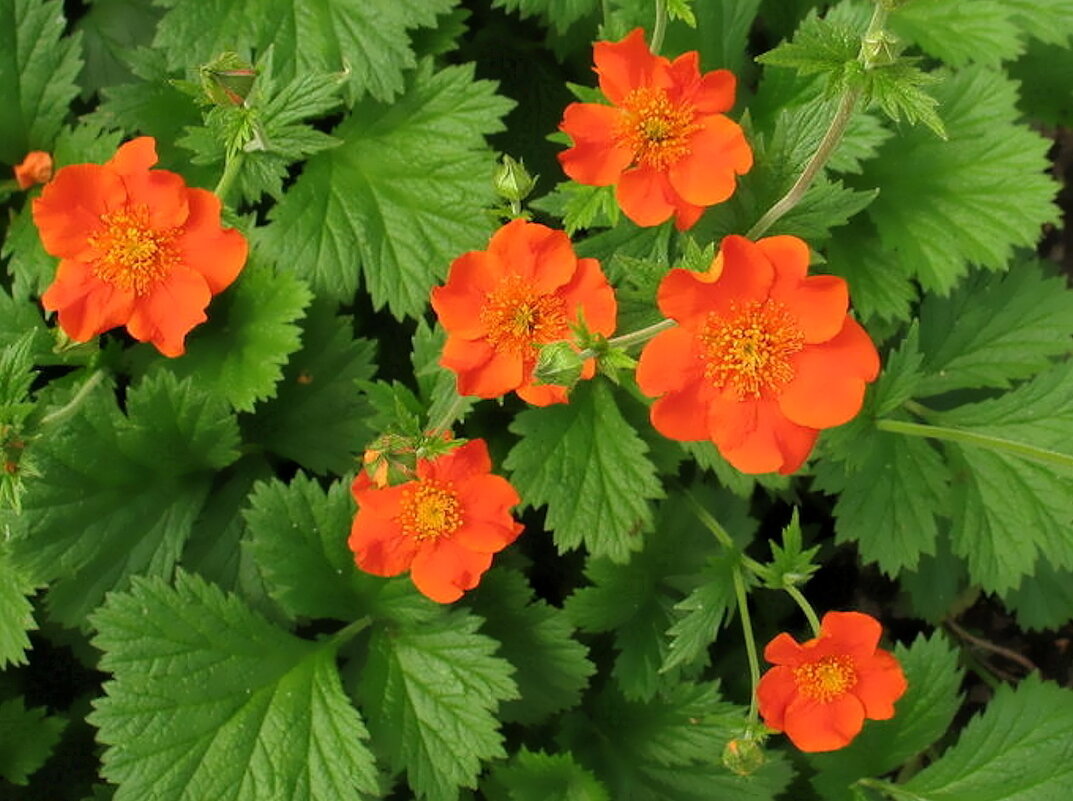 Гравилат - Ольга Довженко Гравилат - Ольга Довженко