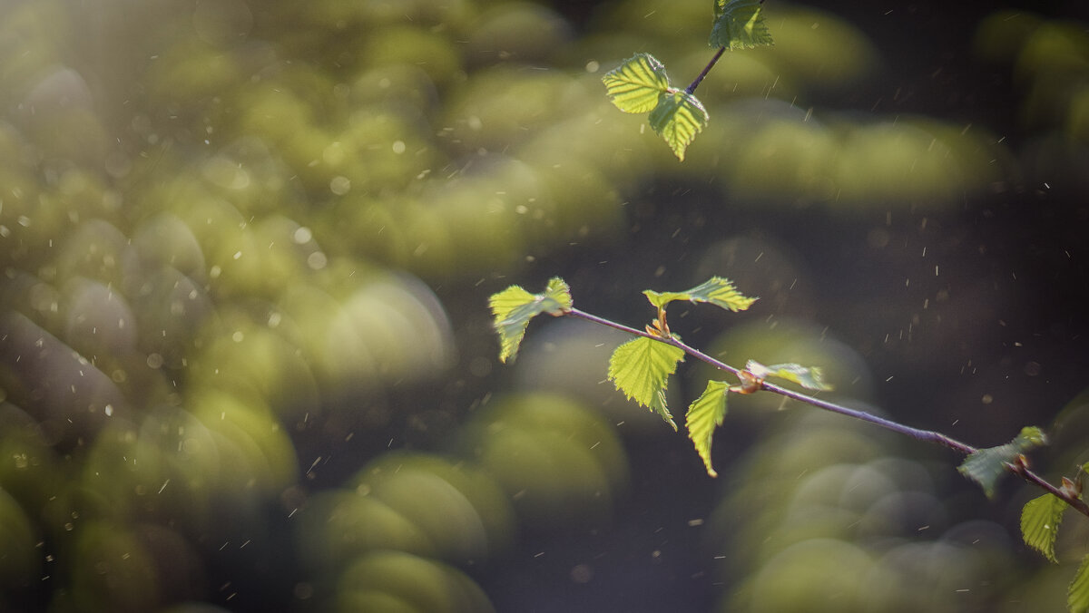 природа - Андрей Выровой