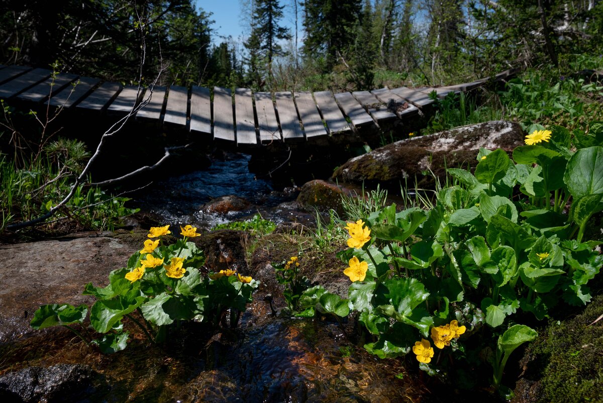 *** - Валерий Михмель *** - Валерий Михмель
