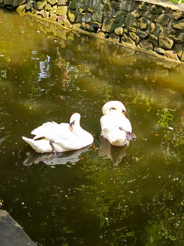 Лебеди - Татьяна Пальчикова Лебеди - Татьяна Пальчикова