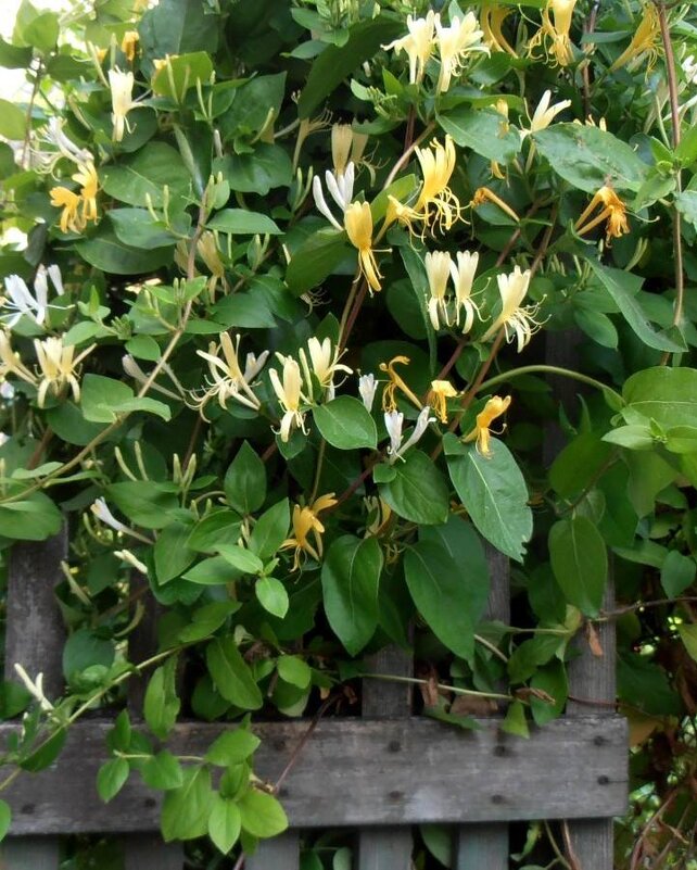 Жимолость - Наталья Жимолость - Наталья