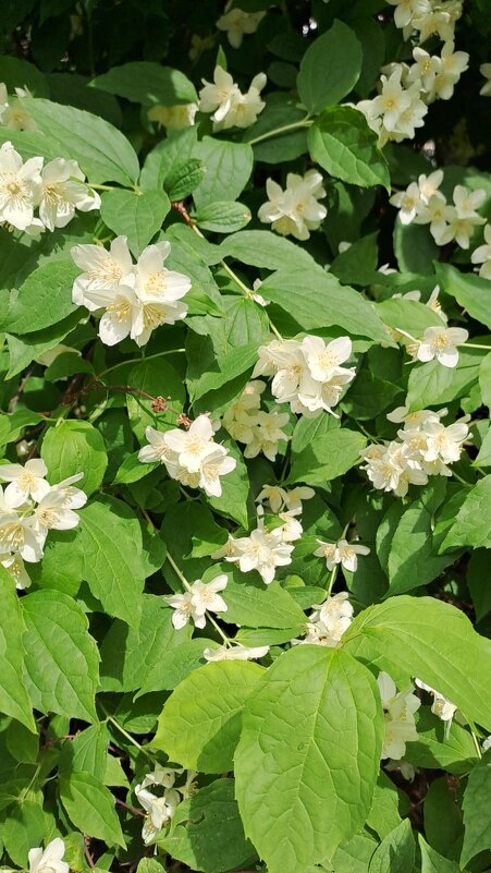 "Расцвёл чубу́шник. Весь усыпан снегом" - Ирэн "Расцвёл чубу́шник. Весь усыпан снегом" - Ирэн