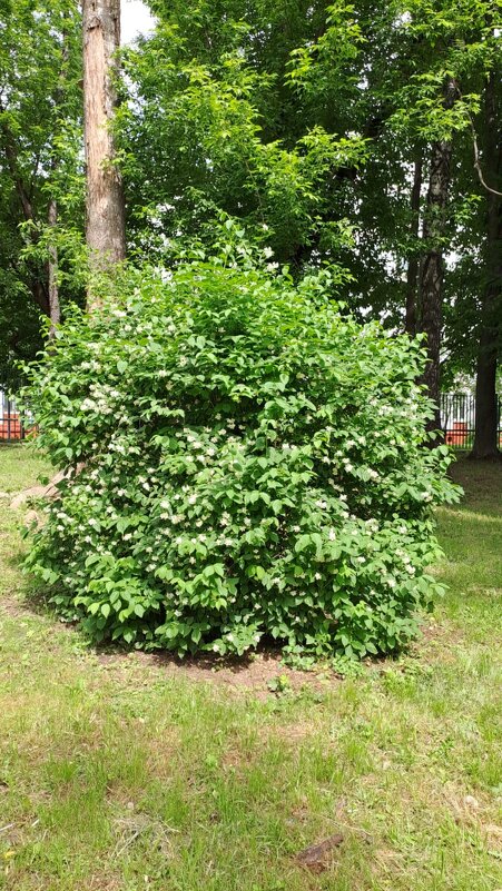 А у нас во дворе - Ирэн 