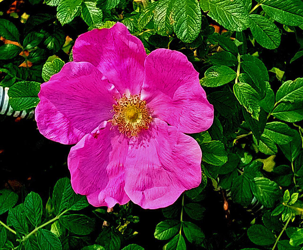 Розовый шиповник - Светлана 