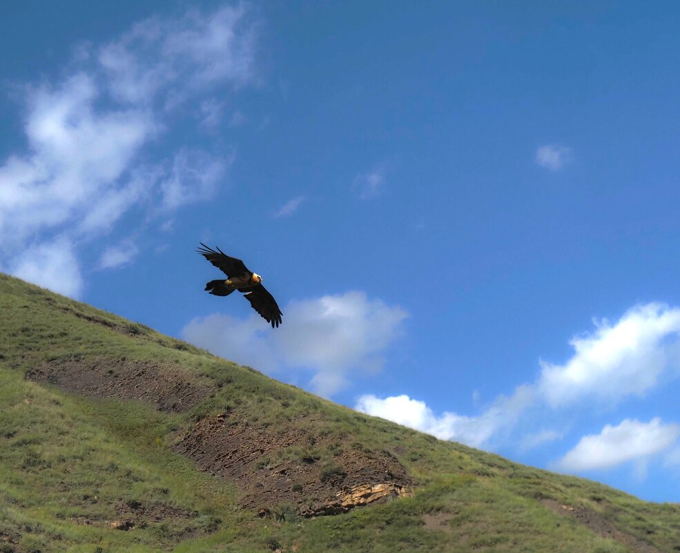 Крылатый хищник - Магомед .