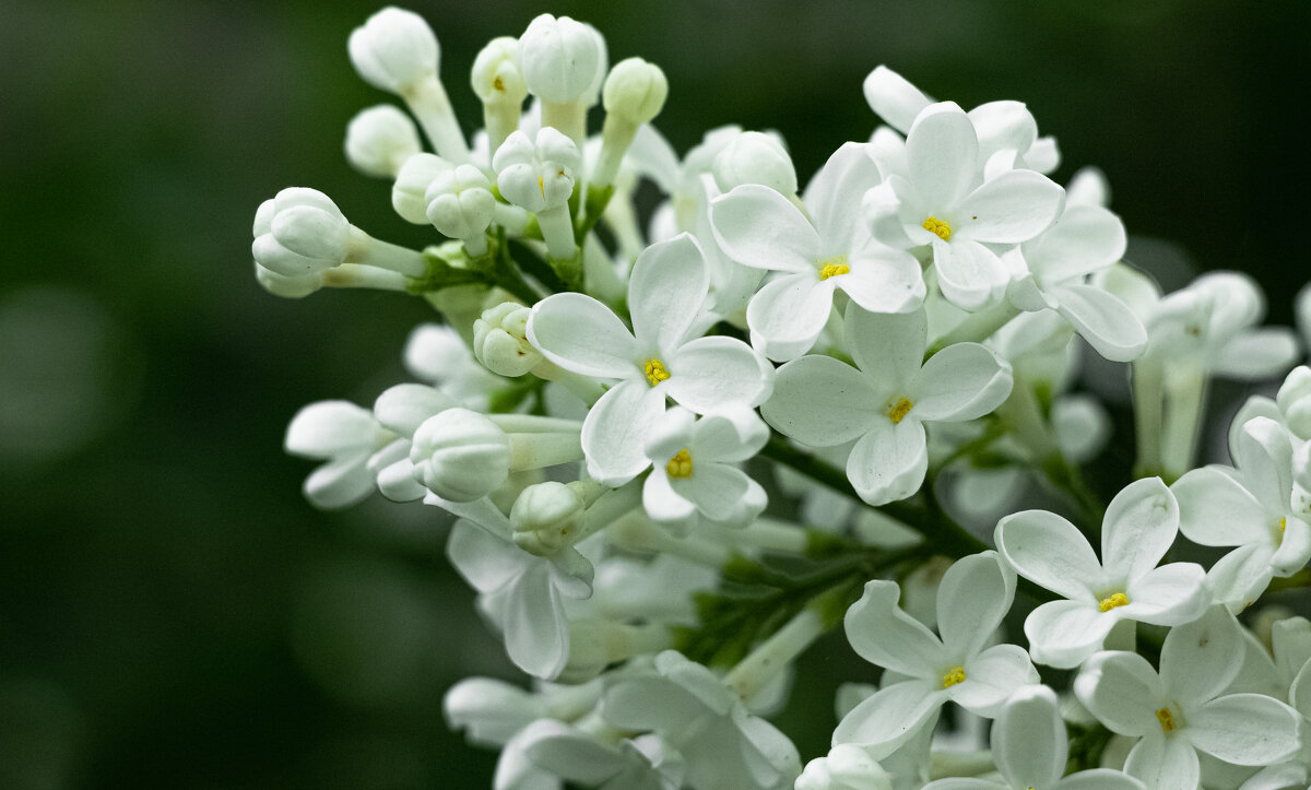 White Lilac | 12 - Sergey Sonvar