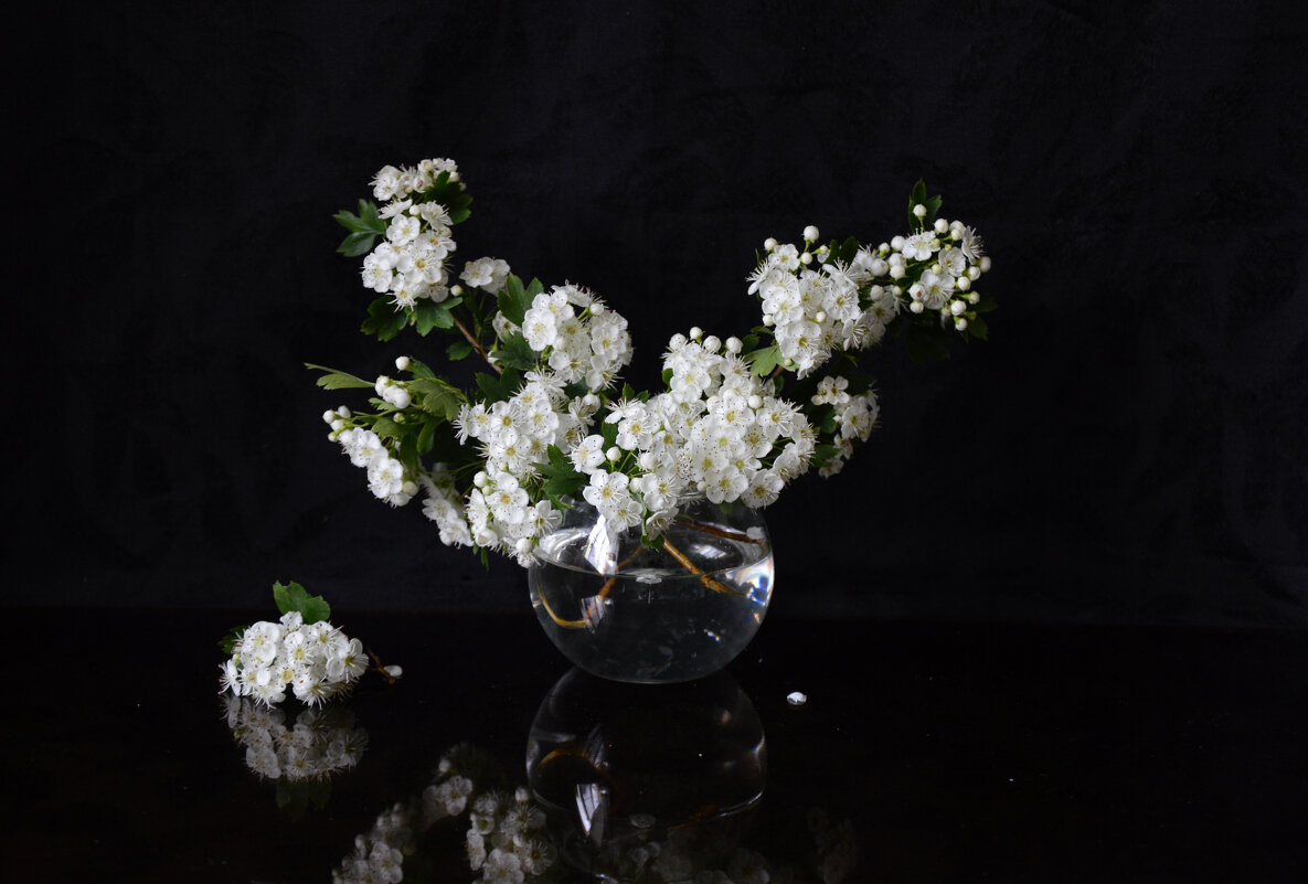 Боярышник - Надежда Куркина Боярышник - Надежда Куркина