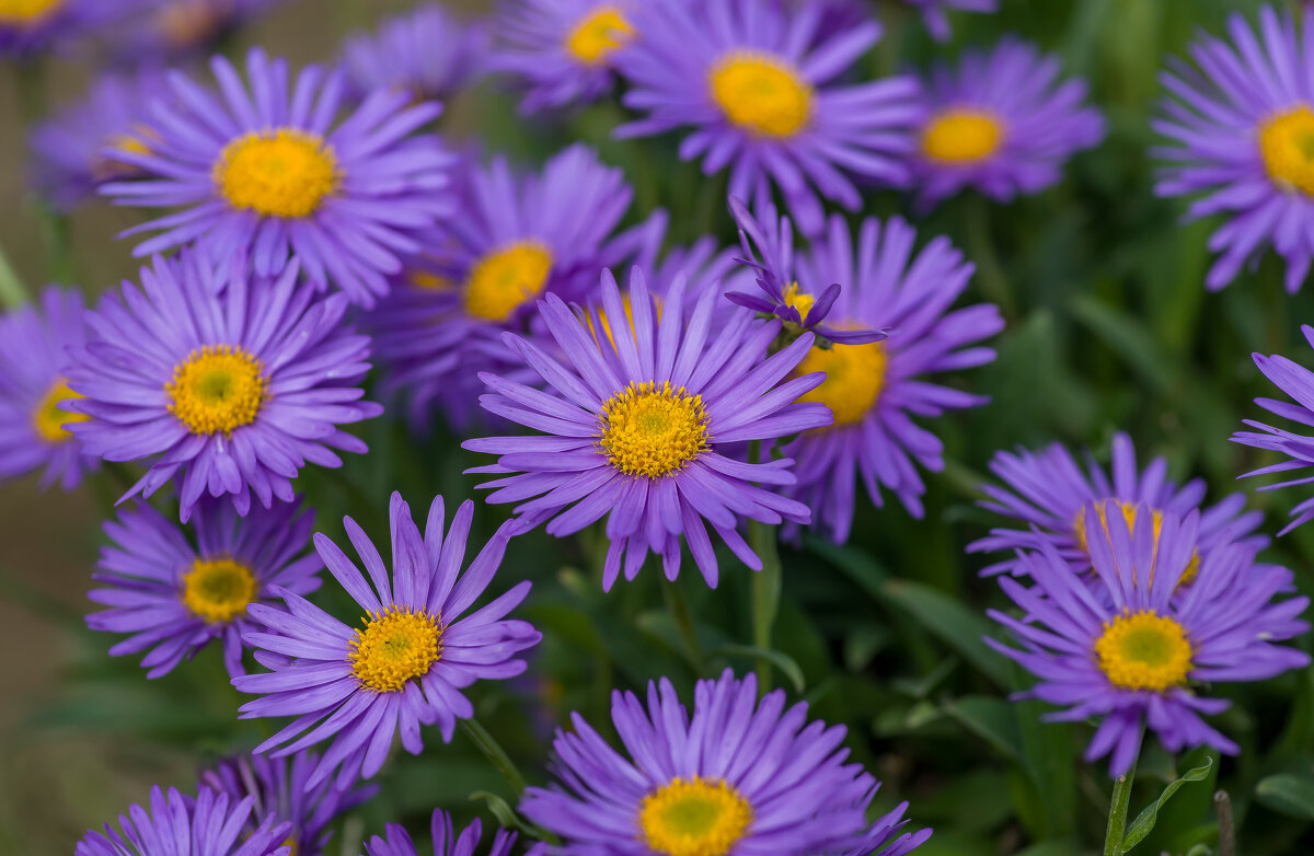 Астра. - Sergey (Apg)