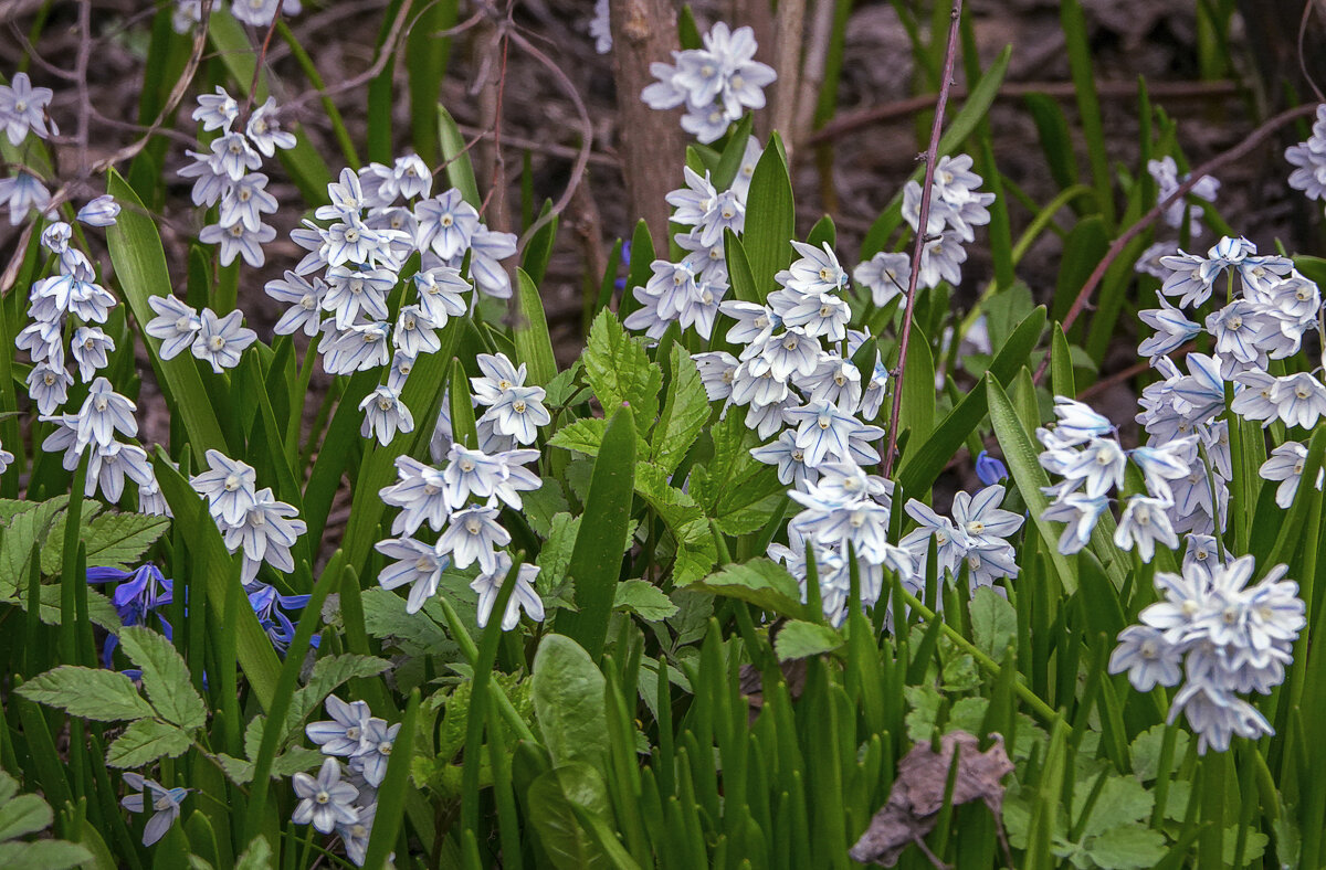 Первоцветы - Aleksey Afonin