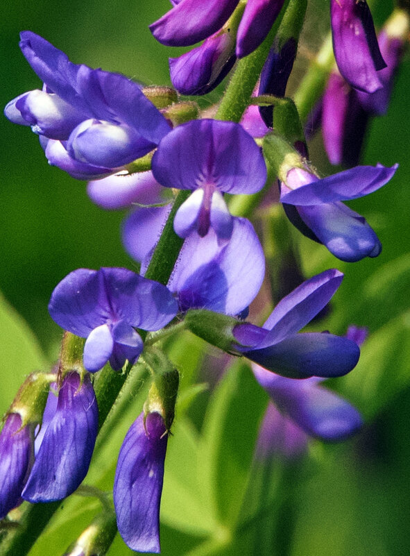 ** - Владимир Безбородов
