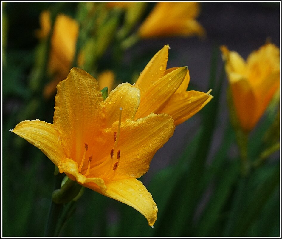 цветок - ставил цветок - ставил