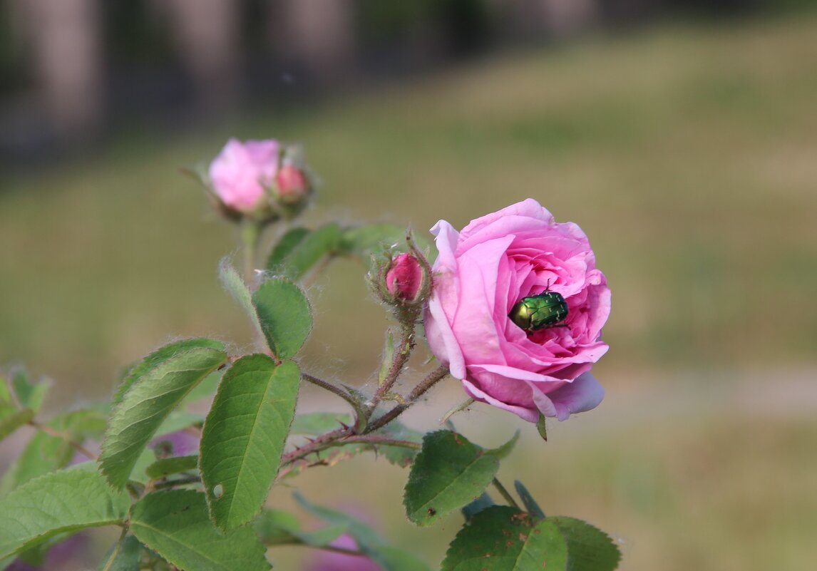 Лето. - Венера Чуйкова