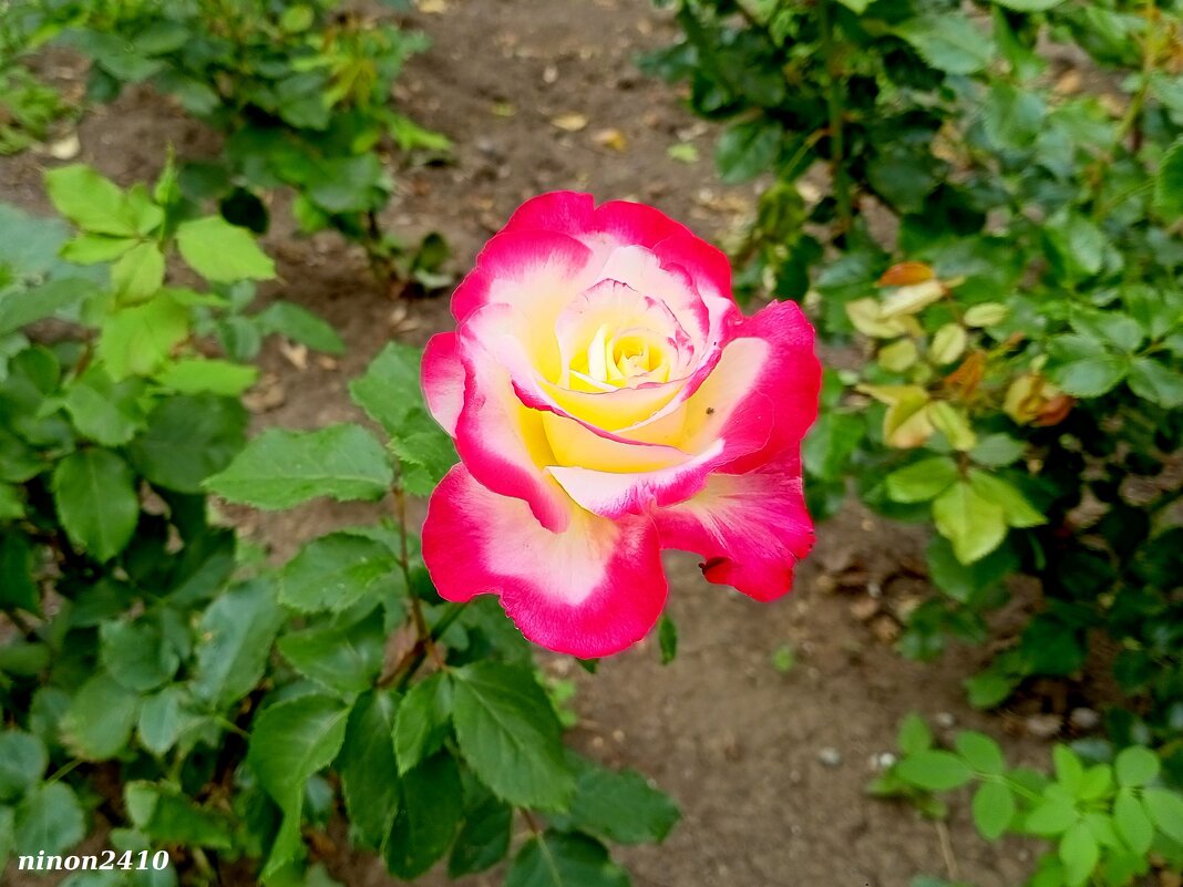 На городском газоне - Нина Бутко На городском газоне - Нина Бутко