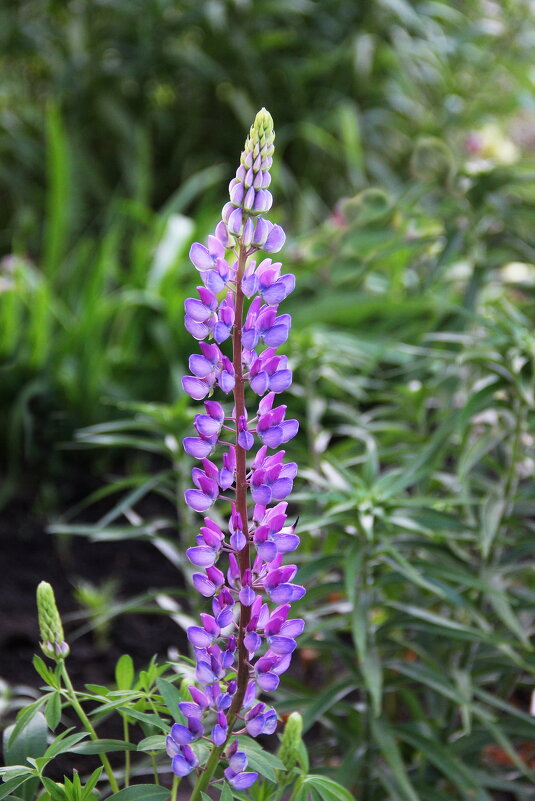 Люпин - victor Lion