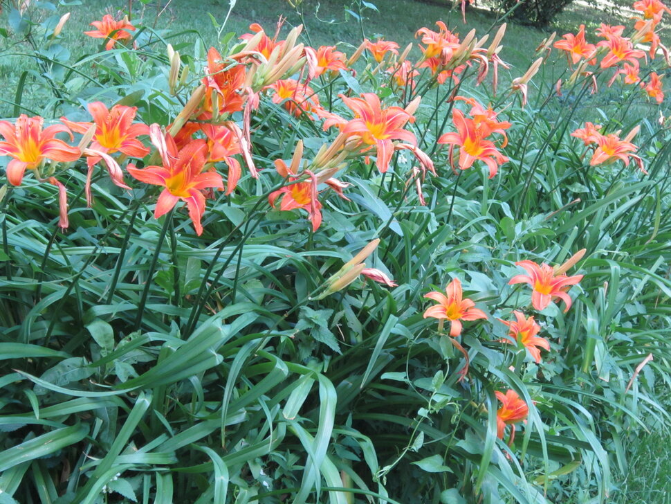 Лилейник - Дмитрий Никитин